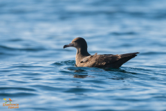 Australische grote pijlstormvogel