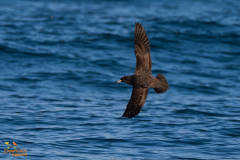 Australische grote pijlstormvogel