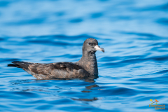 Australische grote pijlstormvogel