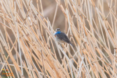 Blauwborst
