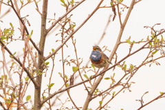 Blauwborst
