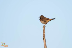 Blauwborst