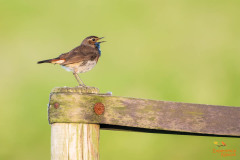 Blauwborst