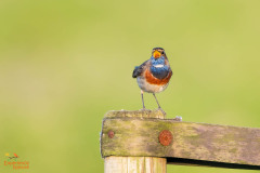 Blauwborst