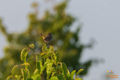Blauwborst