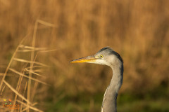 Blauwe reiger