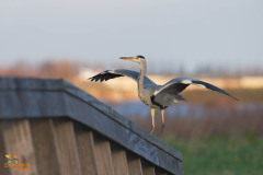Blauwe reiger