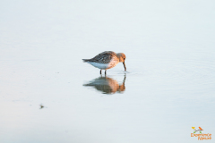 Bonte strandloper