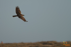 Bruine kiekendief