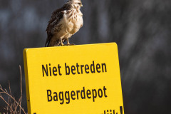 Buizerd