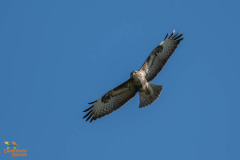 Buizerd
