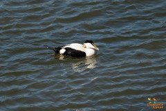 Eider