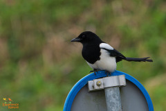 Ekster