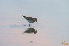 Gestreepte strandloper