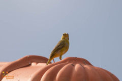 Gewone saffraanvink