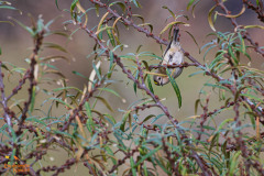 Goudhaantje