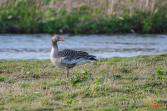 Grauwe gans