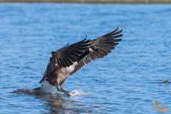 Grote Canadese gans