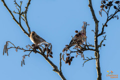 Grote barmsijs