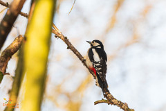 Grote bonte specht