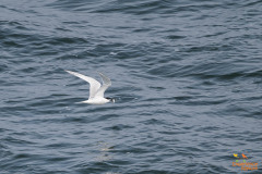 Grote stern