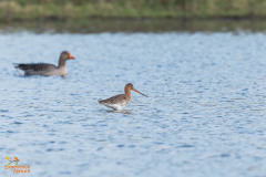 Grutto