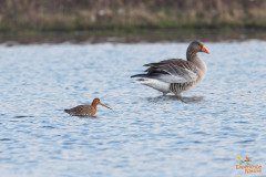 Grutto