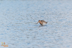 Grutto