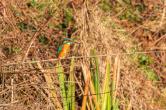 IJsvogel