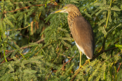 Indische ralreiger