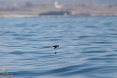 Jouanins-stormvogel-6969-
