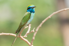 Kleine groene bijeneter