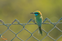 Kleine groene bijeneter