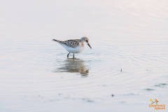 Kleine strandloper