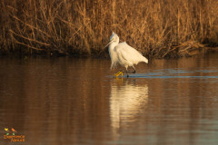 Kleine zilverreiger