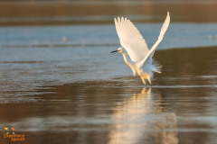Kleine zilverreiger