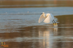 Kleine zilverreiger