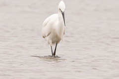 Kleine zilverreiger