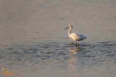 Kleine zilverreiger