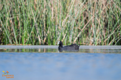 Knobbelmeerkoet