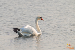 Knobbelzwaan