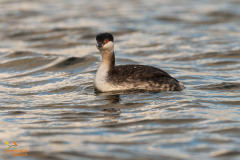 Kuifduiker