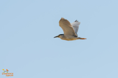 Kwak