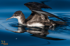 Perzische kleine pijlstormvogel