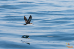 Perzische kleine pijlstormvogel