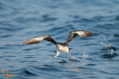 Perzische kleine pijlstormvogel