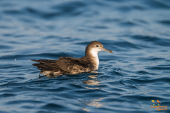Perzische kleine pijlstormvogel