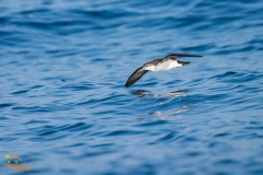 Perzische kleine pijlstormvogel