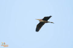 Purperreiger