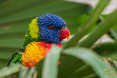 Regenbooglori